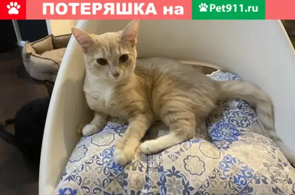 Пропал рыжий котенок на Печорской, Сыктывкар