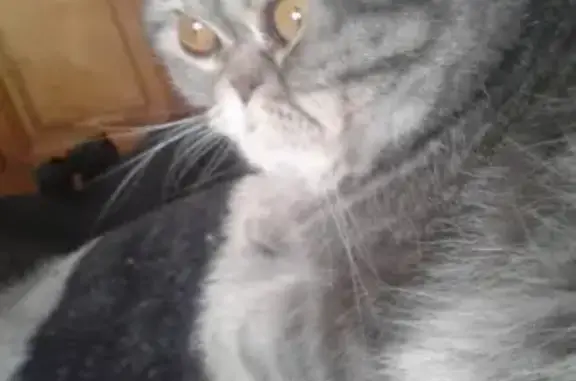 Кошки потеряшки, Набережные Челны, фото: Потеряшка кот в Набережных Челнах на пр. Х. Туфана 33