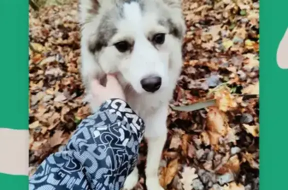 Собаки потеряшки, Нижний Новгород, фото: Потеряшка собака на улице Ванеева, Нижний Новгород
