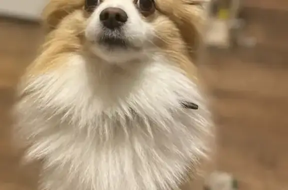 Собаки потеряшки, Липецк, фото: Потеряшка собака Персик, район пос. 10 шахта, контактный номер 89046878750