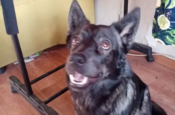 Потерянные животные Новокузнецк, фото: Пропала собака Буся, село Калачево, Кемеровская область.