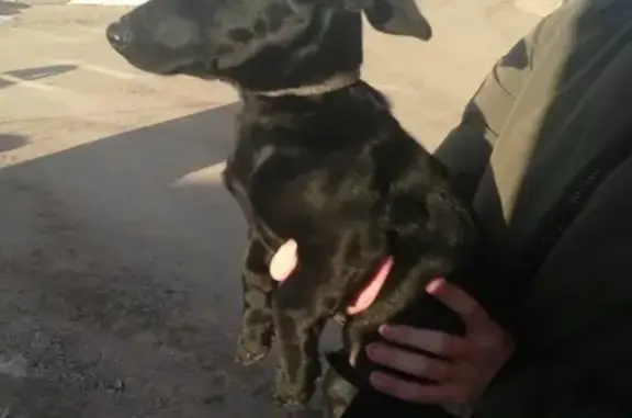 Собака найдена на Федосеенко 59 в Нижнем Новгороде
