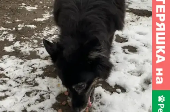 Найдена собака около 94 школы, ул. Остужева, Воронеж.