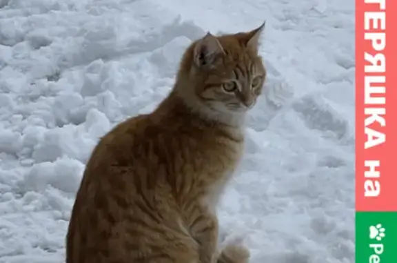 Пропала кошка Сима в поселке Павловы озера