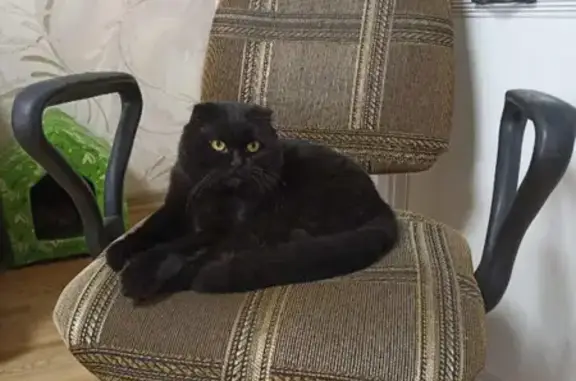 Пропал черный кот Барсик в Бугуруслане, 1 мкрн, дом 8, вознаграждение