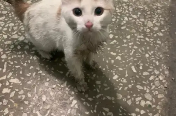 Найдена кошка Котёнок в Бирюлёво-Западном