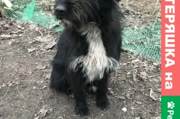 Собака найдена на улице Горбачёва, 46 в Ростове-на-Дону.