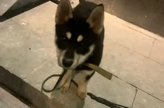 Собака найдена на Зубовском бульваре, Москва.