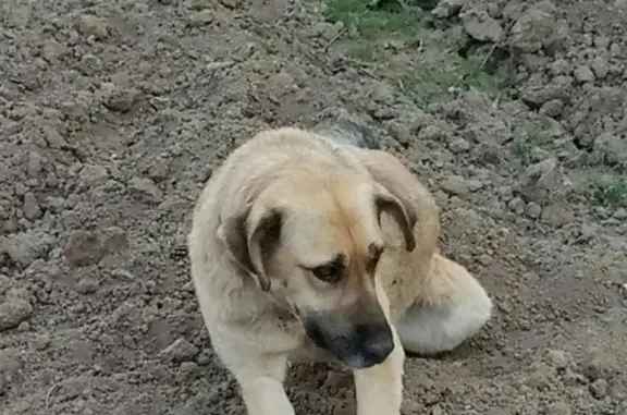Пропала собака Лада в Марково-Курсаково