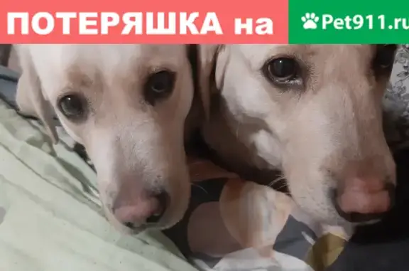 Собаки потеряшки, Калининград, фото: Потеряшкаи два лабродора в Большом Исаково, Калининград