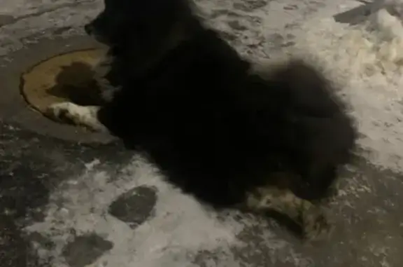Найдена собака на Гагарина 22