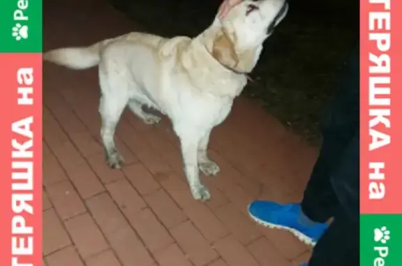 Найдена собака на Старопрегольской набережной