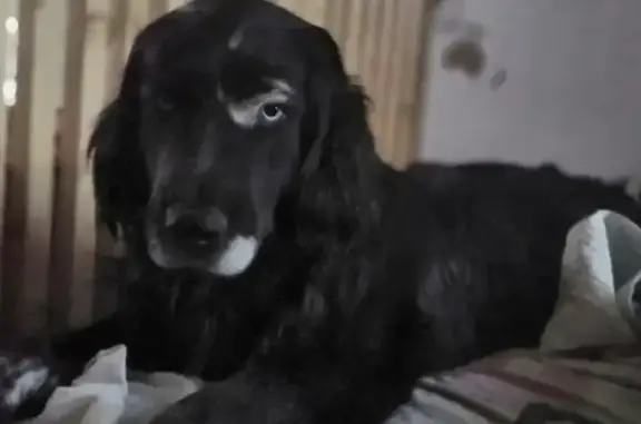 Объявления о пропавших и найденных животных, Москва, фото: Пропала собака Чингиз в Истринском районе