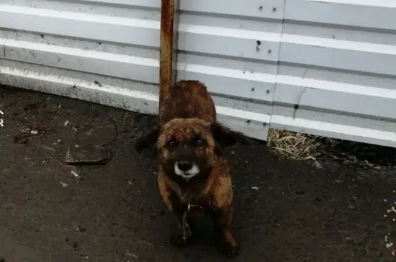 Найдена собака, Ростов-на-Дону, фото: Потерянная собачка на Орбитальной, ул. 36