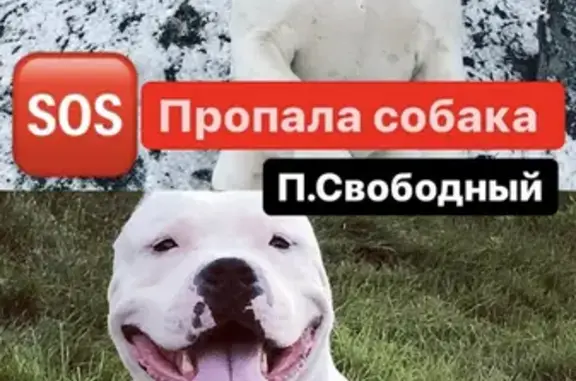 Пропала собака в Ленинском районе, требуется помощь