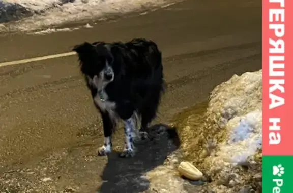 Найдена домашняя собака с ошейником на Дворцовой площади