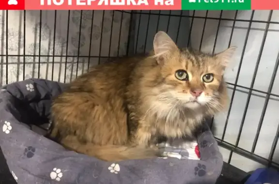Домашняя кошка найдена на Волгоградском проспекте, 74