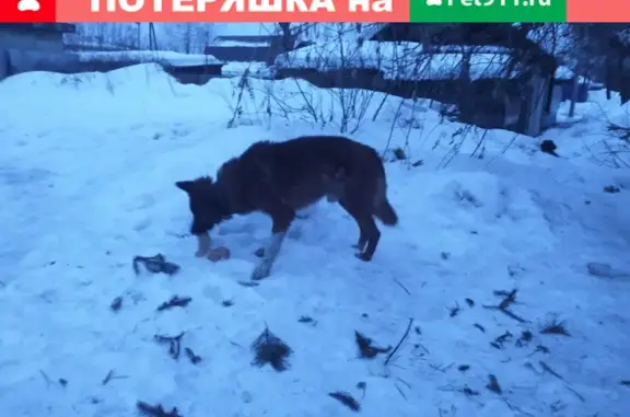 Найдена собака на Ядринцева, нужна помощь