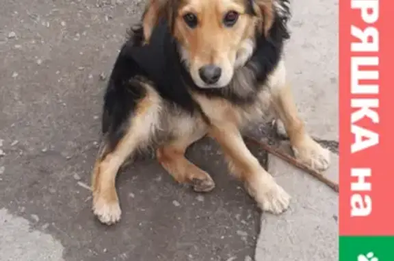 Найдена собака, Ростов-на-Дону, фото: Найден пёс в нижней Александровке с ошейником и хорошими приметами