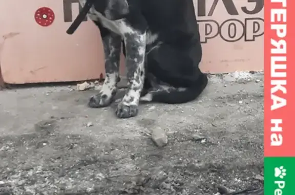 Найдена собака возле 10 лицея на ул. Попова, Белгород