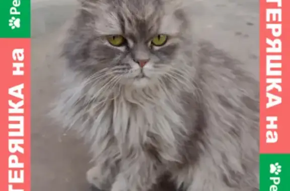 Найдена Персидская кошка на Профсоюзной, Москва
