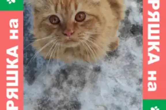 Найден домашний кот на ЧМЗ, Челябинск