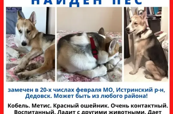 Найдена собака в Дедовске: https://vk.com/serebna