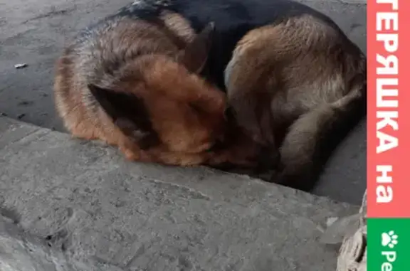 Собака без ошейника найдена в Пензе