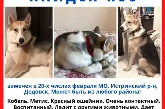 Найдена собака на перекрестке в Дедовске