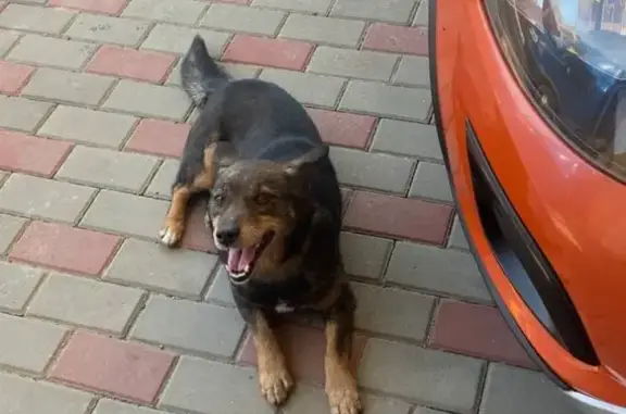 Пропала собака Бим в д. Никуличи, вознаграждение за нахождение