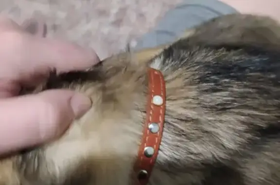 Найдена молодая собака на Алтайской