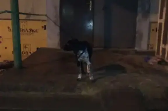 Собака возле 8-го подъезда на ул. Мокроусова, Белгород