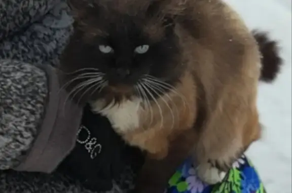 Кошки потеряшки, Ульяновск, фото: Потеряшка кот Тайсон в Ульяновске, помогите найти!