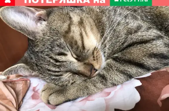 Пропала кошка Пумба на ул. Прокофьева, 7, Краснодар