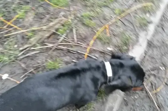 Найдена собака на 45-й Параллели, у Меридиана