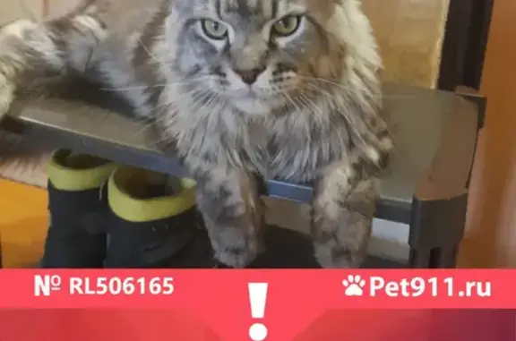 Кошки потеряшки, Новосибирск, фото: Потеряшка кот Ричард на Нарымской 25