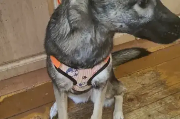 Найдена собака на Луначарского у Роснефти