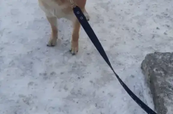 Найдена собака на Ленинградской, Бийск