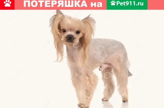 Найдена собака на Ленинградском проспекте, 45 к1, Москва