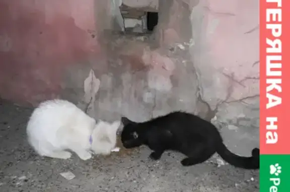 Найдены котята на улице Рахимова, Казань