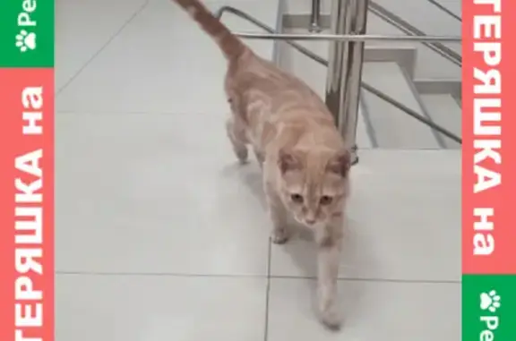 Найден домашний кот на ул. Придорожная, г. Краснодар
