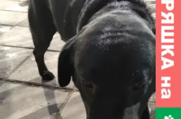 Собака найдена на Сиреневом бульваре, 63, Москва.