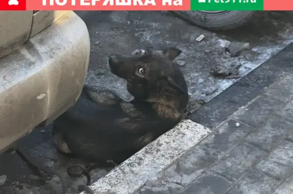Найден пес возле спорткомплекса Цитрус в Курчатовском районе