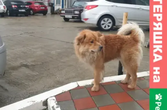 Найдена собака в ЖК Сияние Сочи