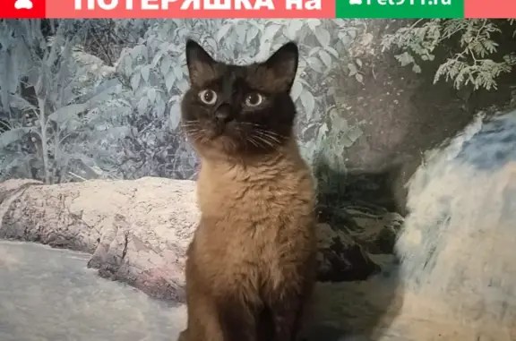 Найден кот на ул. Просторной, Оренбург