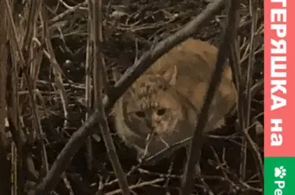 Найдена рыжая кошка на Покрышева, 4