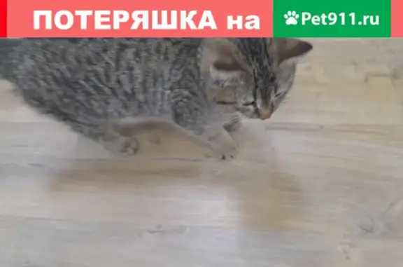 Найдена кошка на Лесопарковой, 63 в Ростове-на-Дону