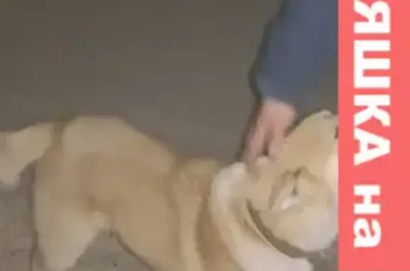Найдена рыжая собака на Сибирской, Томск