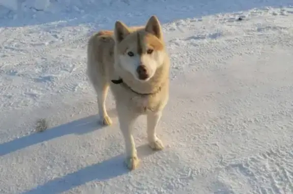 Собака найдена в Чёрновском поселении.