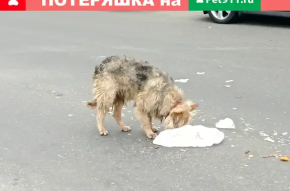 Собака на Байкальской, Москва, с красным ошейником